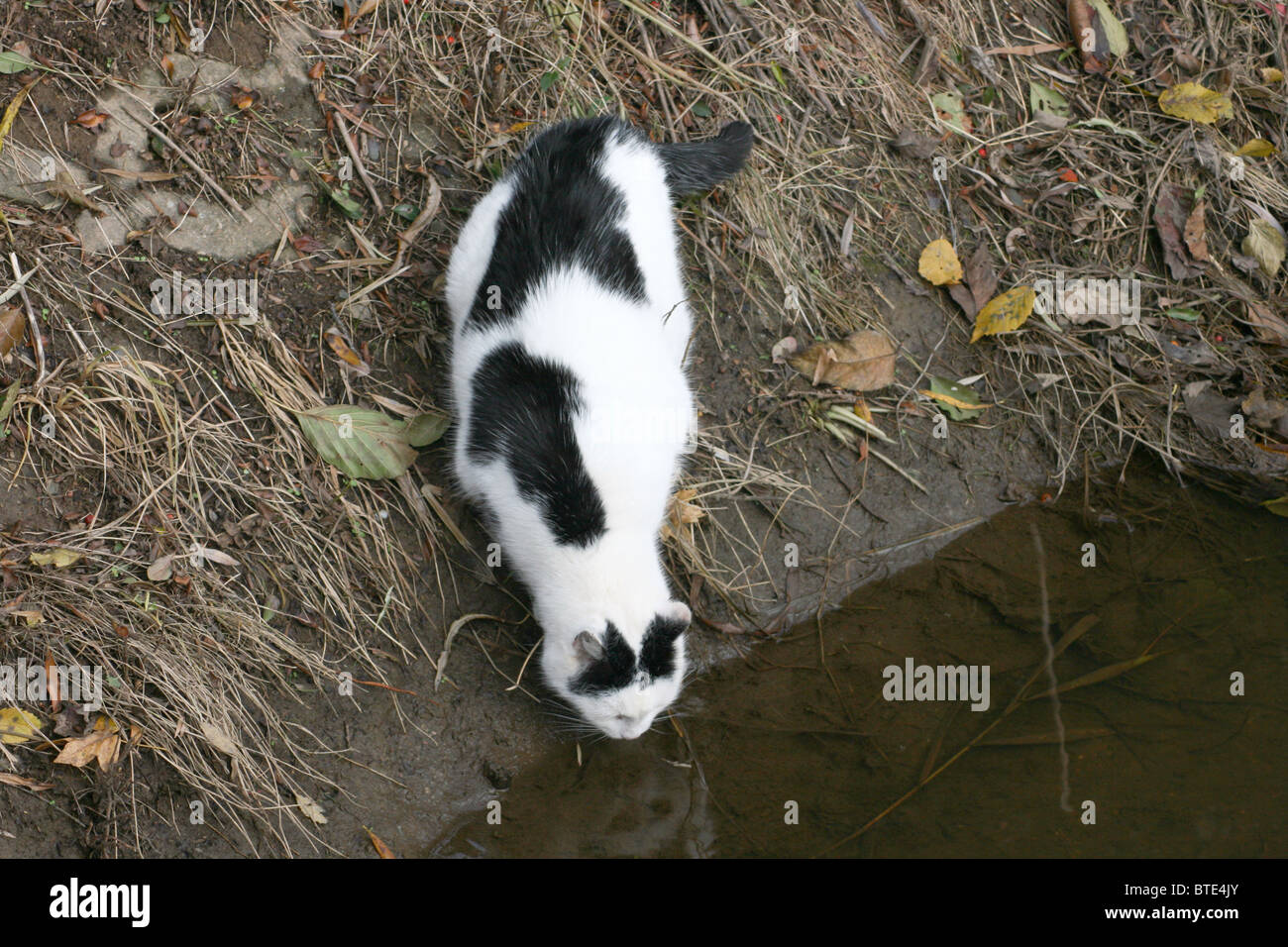 Cat on the Water Stock Photo