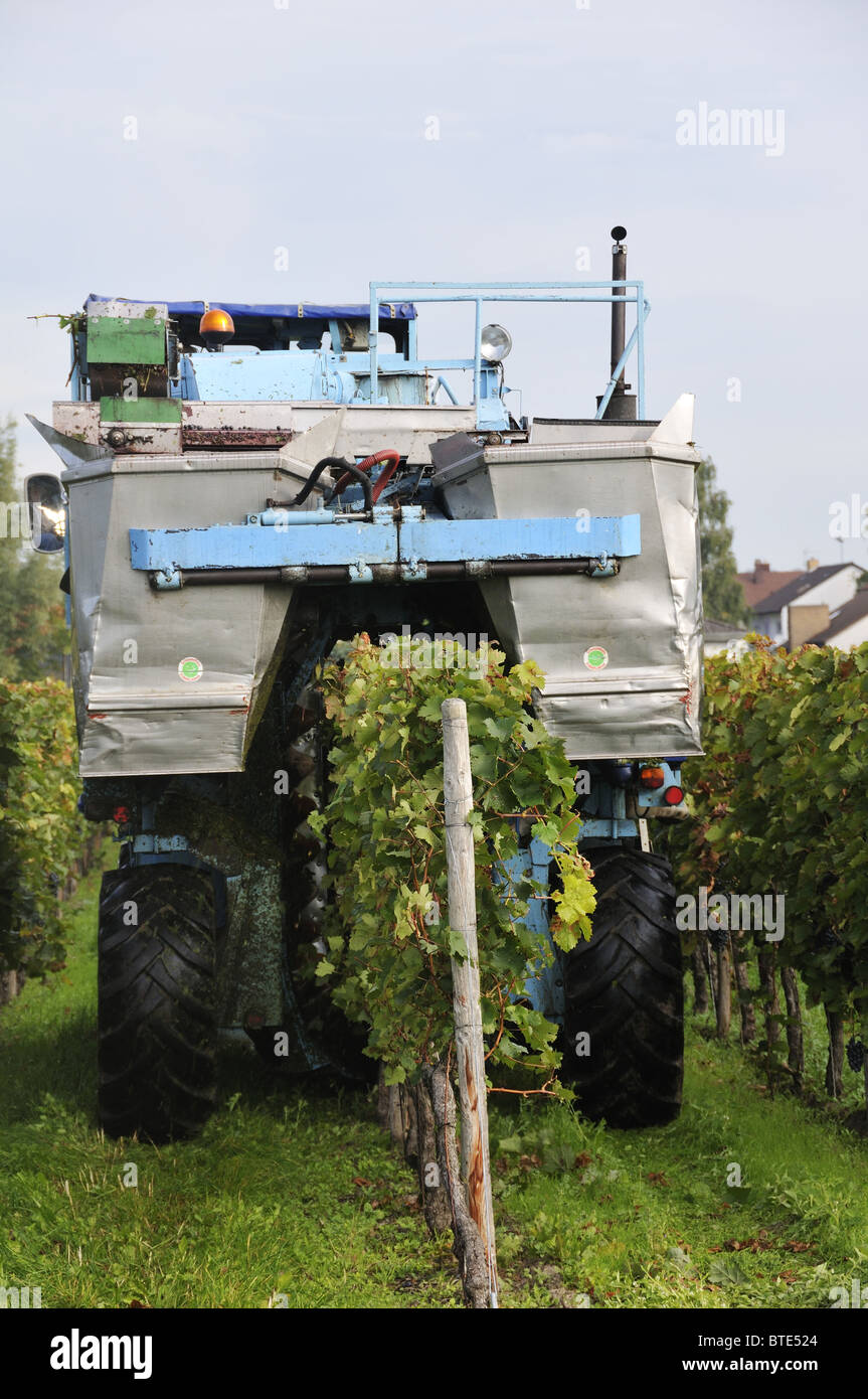 Harvesting grapes using grape picker at Bad Durkheim, Rhineland Palatinate, Germany Stock Photo