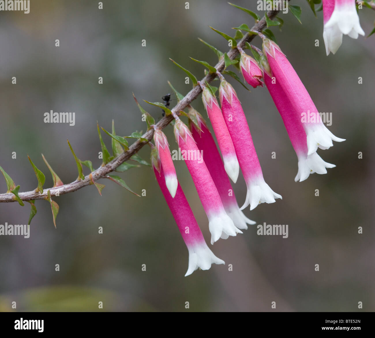 Australian native Fuchsia (Epacris longiflora), Royal National Park, Sydney, Australia Stock Photo