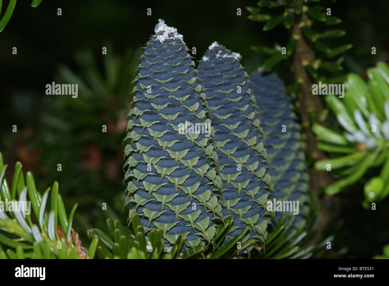 Abies homolepis  Nikko Fir Stock Photo