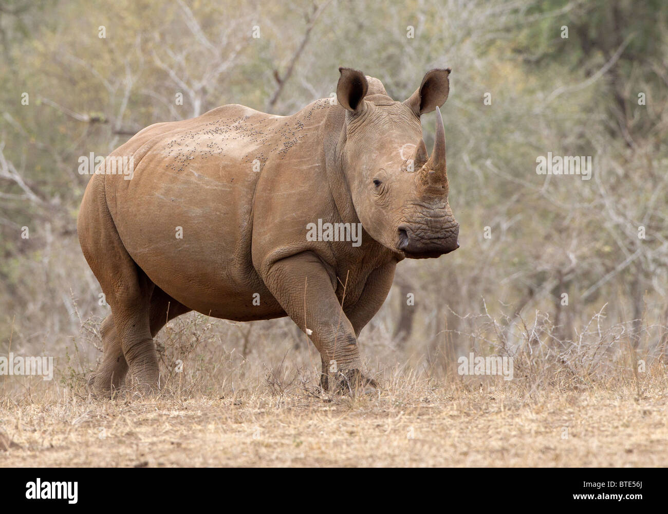 White Rhino appearing out of the bush from nowhere, Kruger National Park, South Africa. Stock Photo