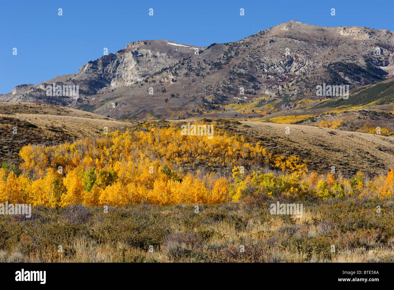Rocky peaks surrounding Angel Creek Campground with Aspen trees in fall colors, northern Nevada Stock Photo