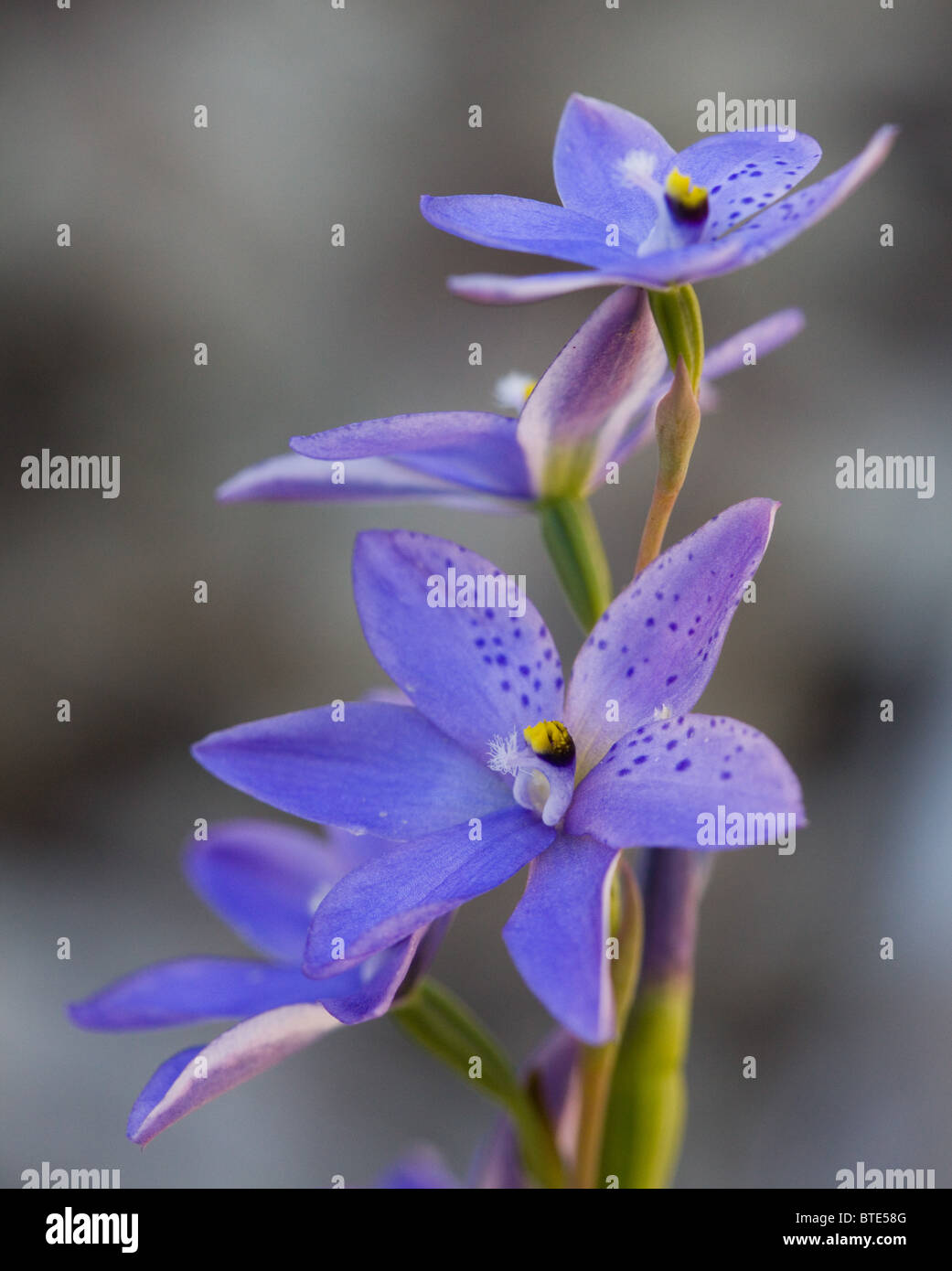 Spotted Sun Orchid (Thelymitra ixioides), Royal National Park, Sydney, Australia Stock Photo