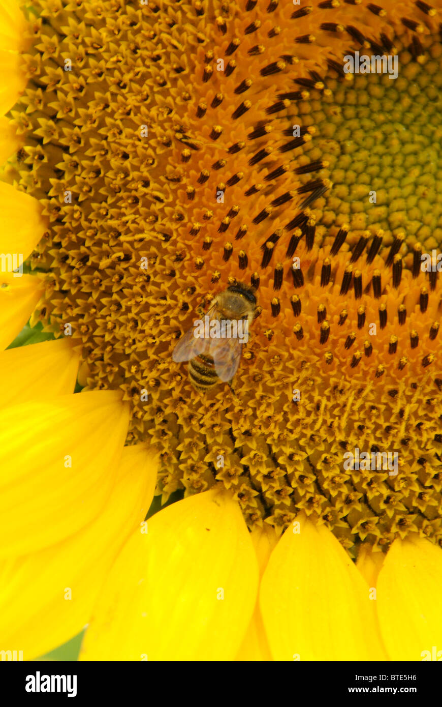 Honey bee collecting pollen from yellow sunflower Stock Photo - Alamy