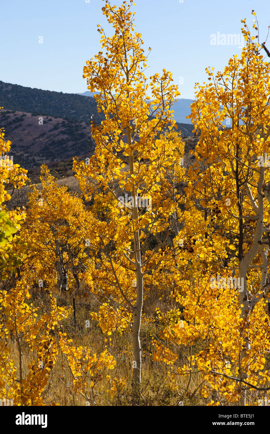 Aspen trees turning color for fall in northern Nevada, brilliant gold against deep blue sky Stock Photo