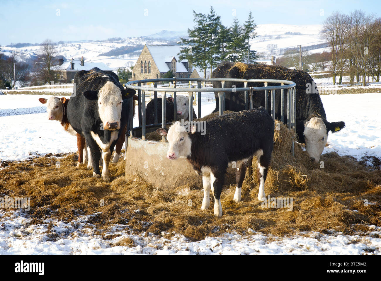 Cows and calves feeding on hay in winter, North Yorkshire, England UK