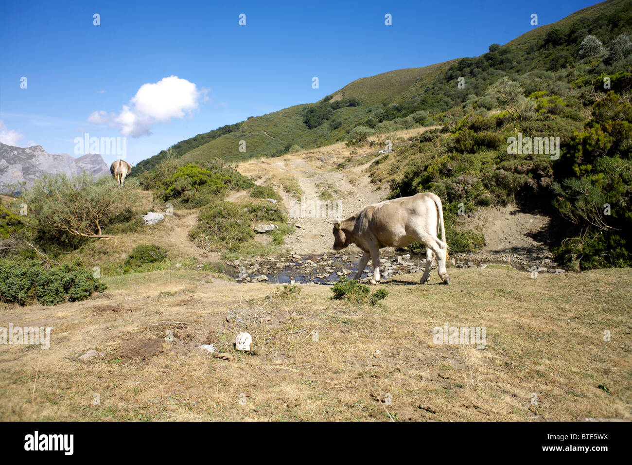 Cattle at the Arroyo del Agua de Somo or Arroyo de Somo stream, Picos de Europa, Rio, cow, cows, way, path, natural, nature, Stock Photo