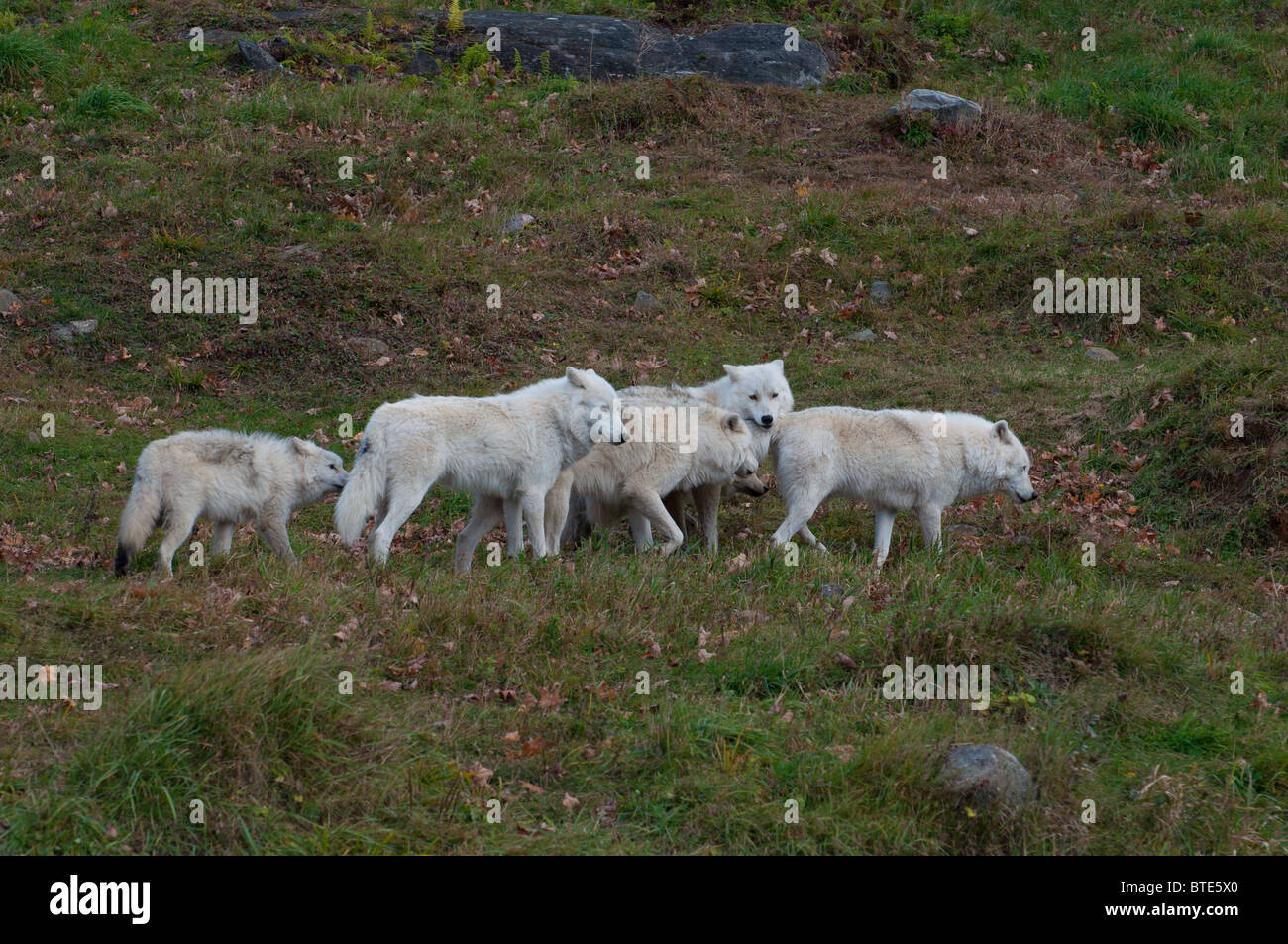 A pack of Arctic Wolves. Stock Photo