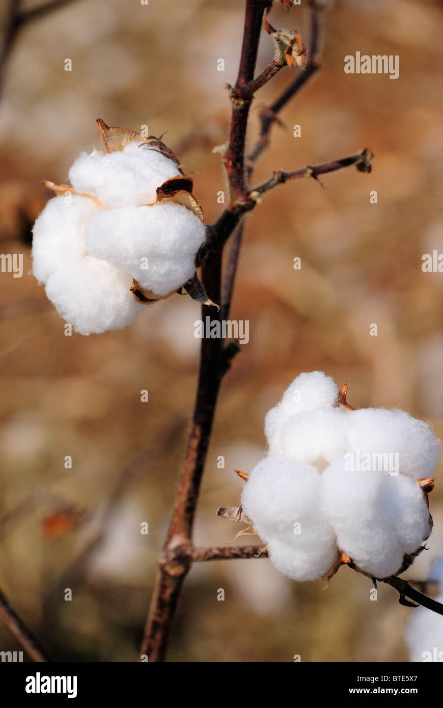 Boll of cotton growing ready for harvesting Stock Photo Alamy