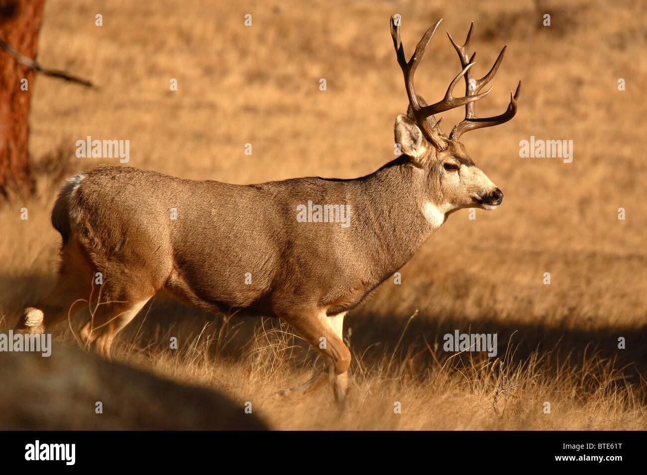 A trophy Mule Deer buck in Colorado Stock Photo Alamy