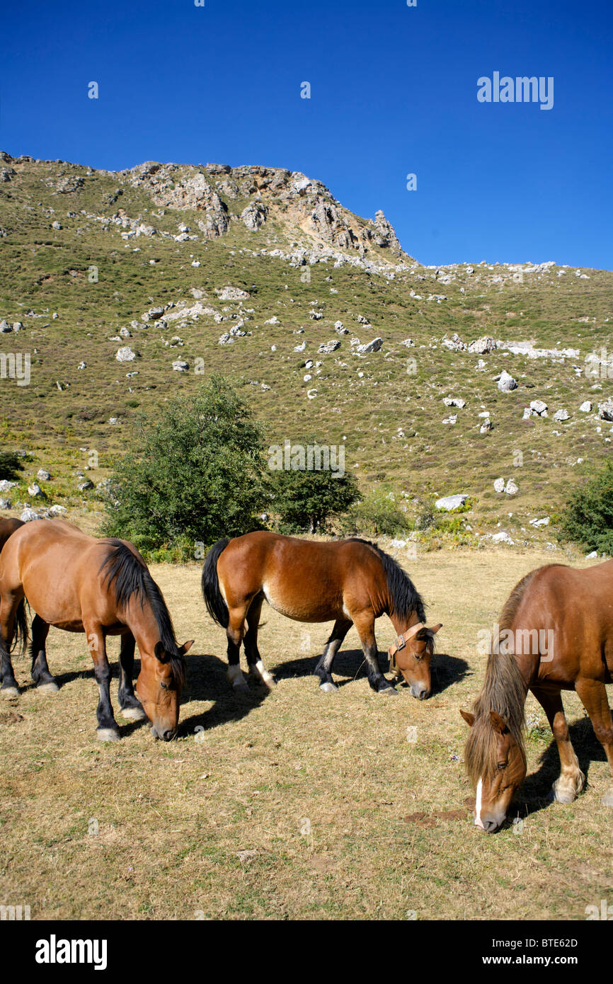 Spanish horses graze in the high mountains, Picos de Europa, Spain, national park, outdoors, outside, high, mountains, mountain Stock Photo