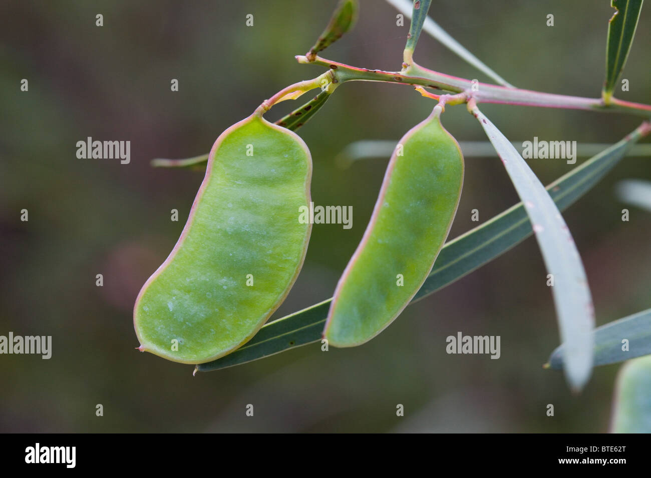 Green seed pods hanging from a plant in the Australian bush, Royal National Park, Australia Stock Photo