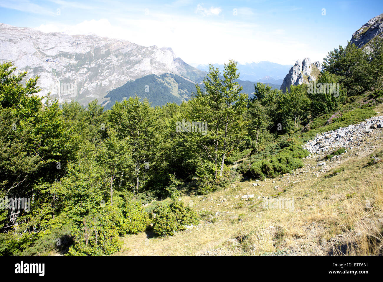 beech, wood, at the tree-line, Picos de Europa, Spain, national park, outdoors, outside, tree, trees, line, treeline, landscape Stock Photo