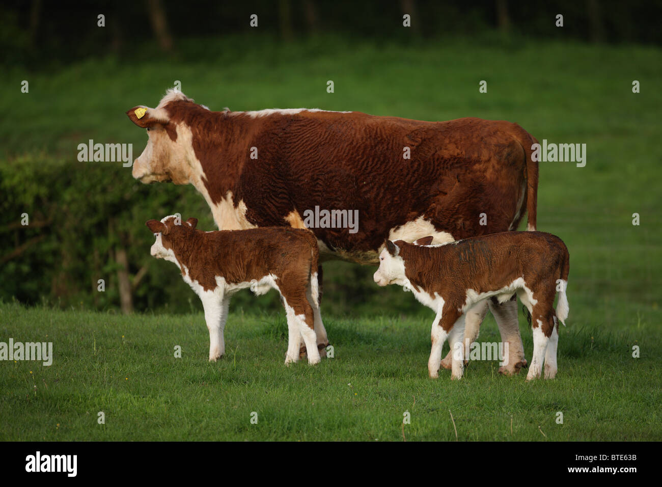 Cow and twin calves Stock Photo Alamy