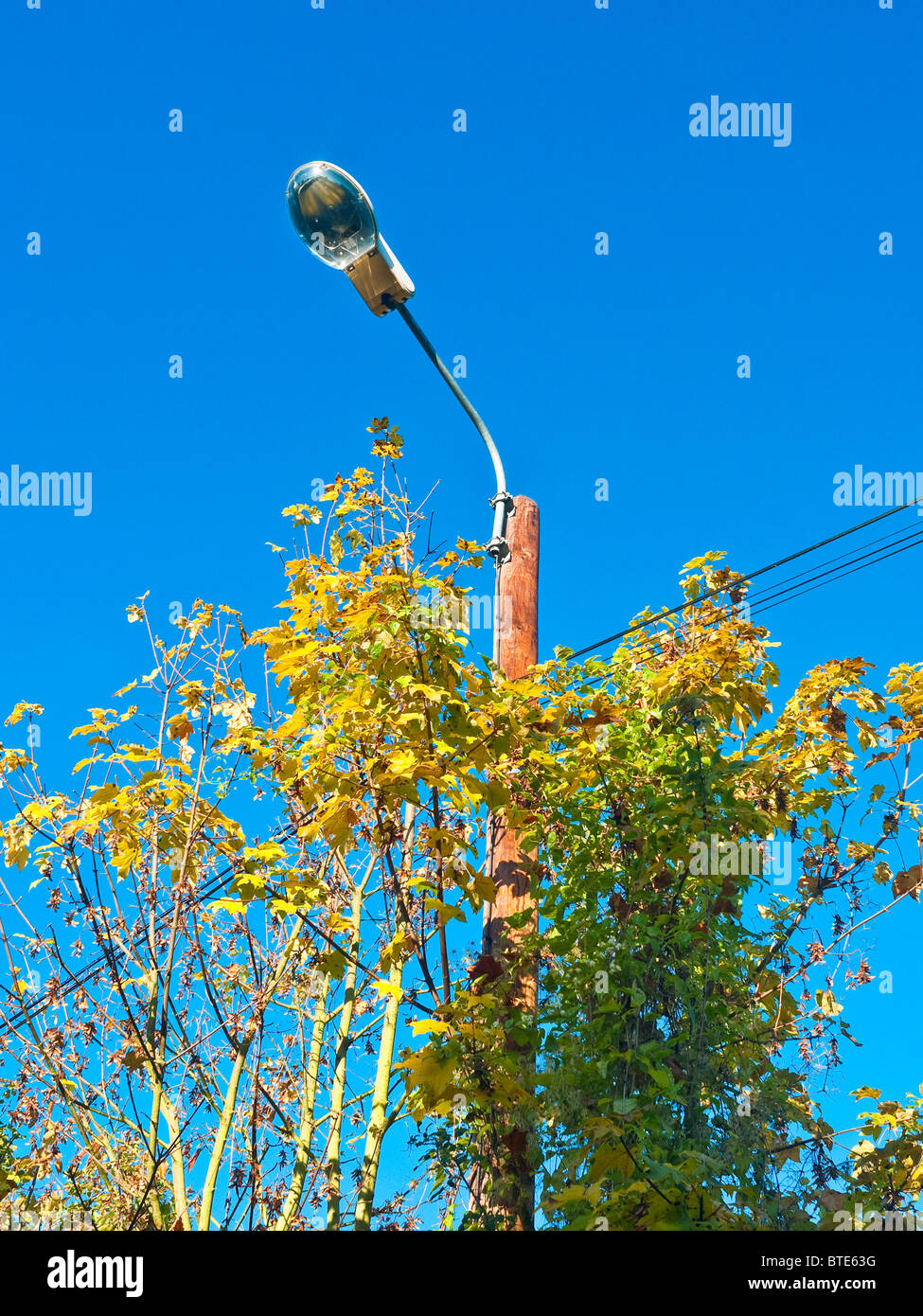Tree branches encroaching on street lamppost France Stock Photo Alamy
