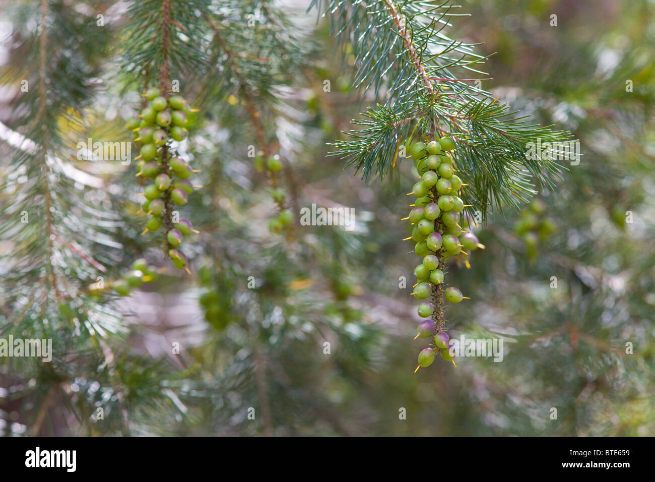 Geebung fruit (Persoonia pinifolia) Royal National Park, Sydney, Australia Stock Photo