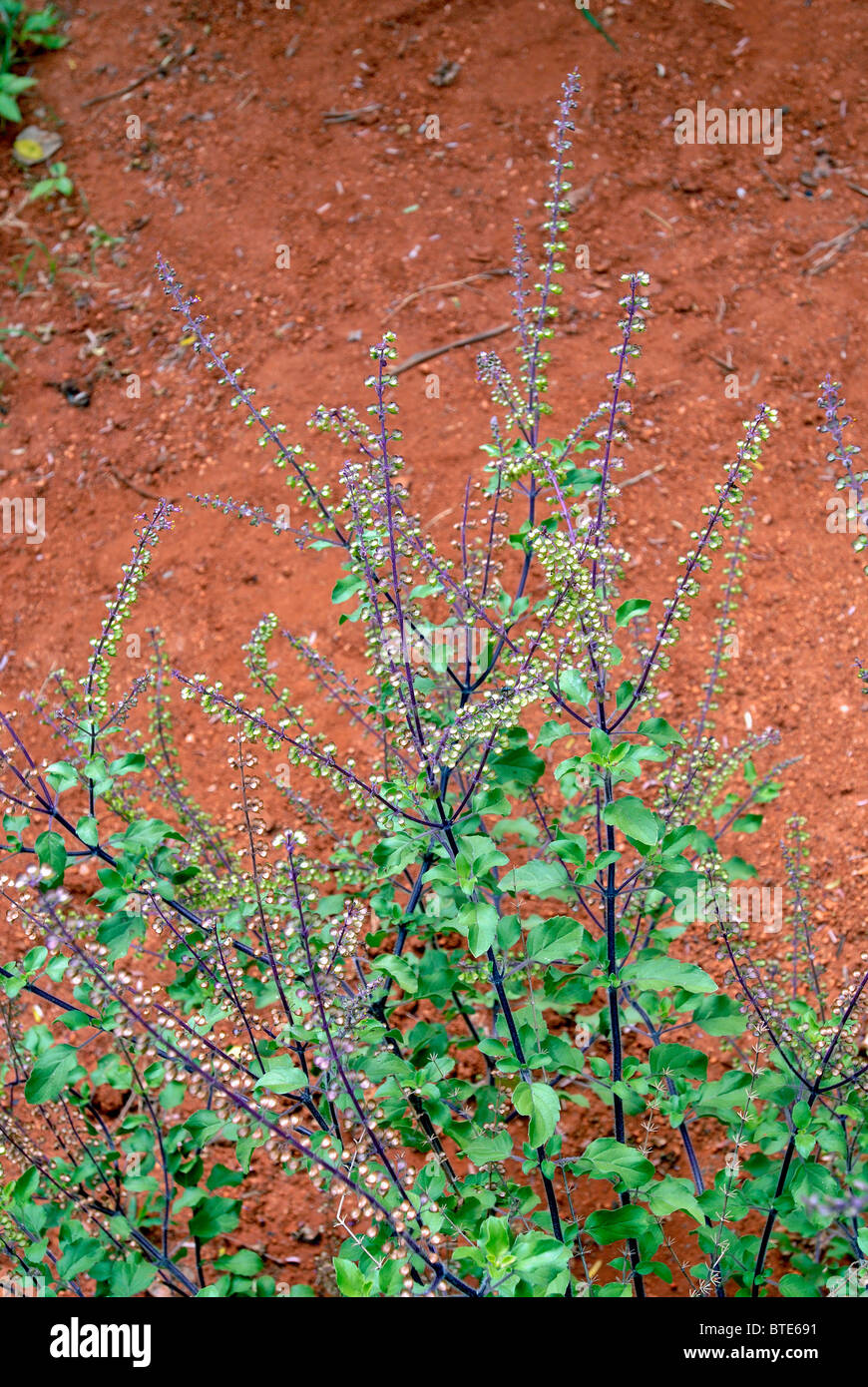 Ocimum Sanctum Stock Photos & Ocimum Sanctum Stock Images - Alamy