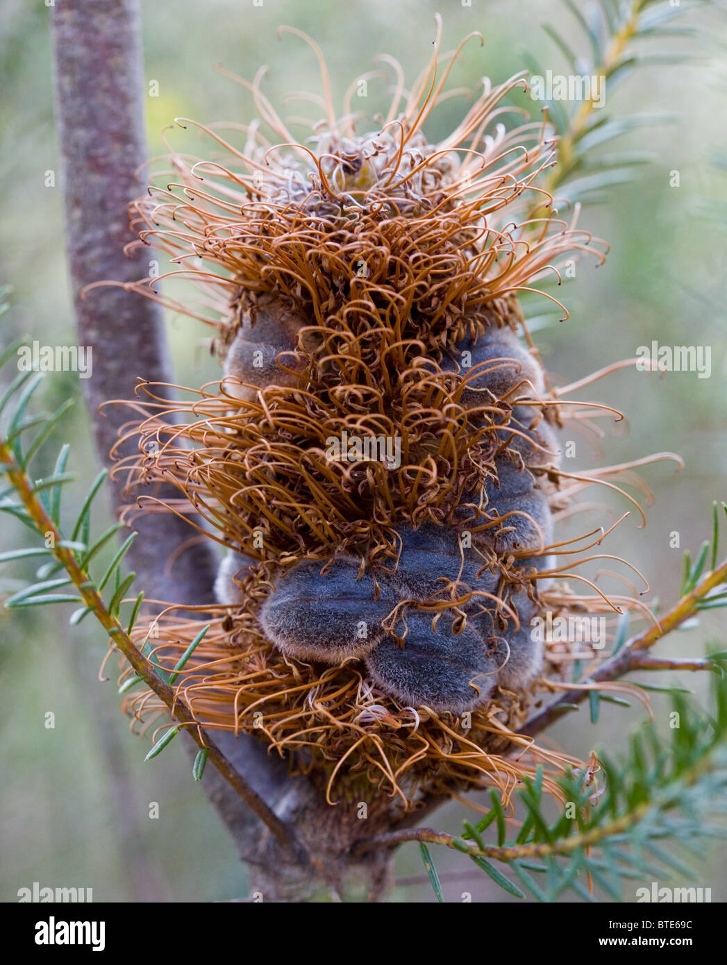 Banksia seedpod (Proteaceae), Royal National Park, Sydney, Australia Stock Photo