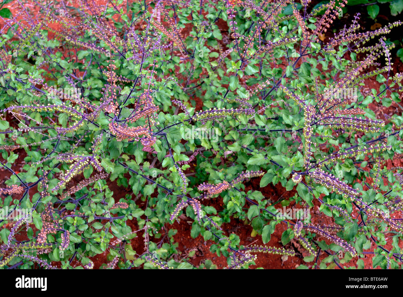 Ocimum Sanctum Stock Photos & Ocimum Sanctum Stock Images - Alamy