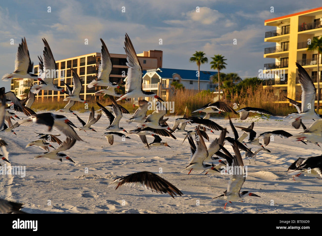 Flock of Birds taking off. Stock Photo
