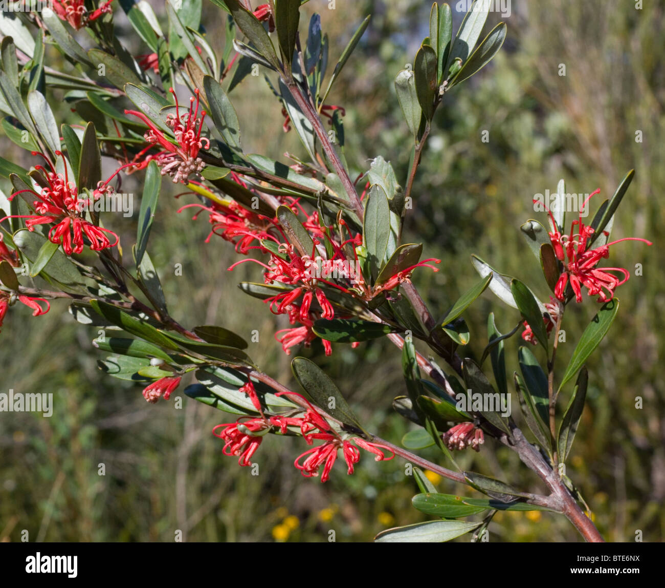 Grevillea speciosa hires stock photography and images Alamy