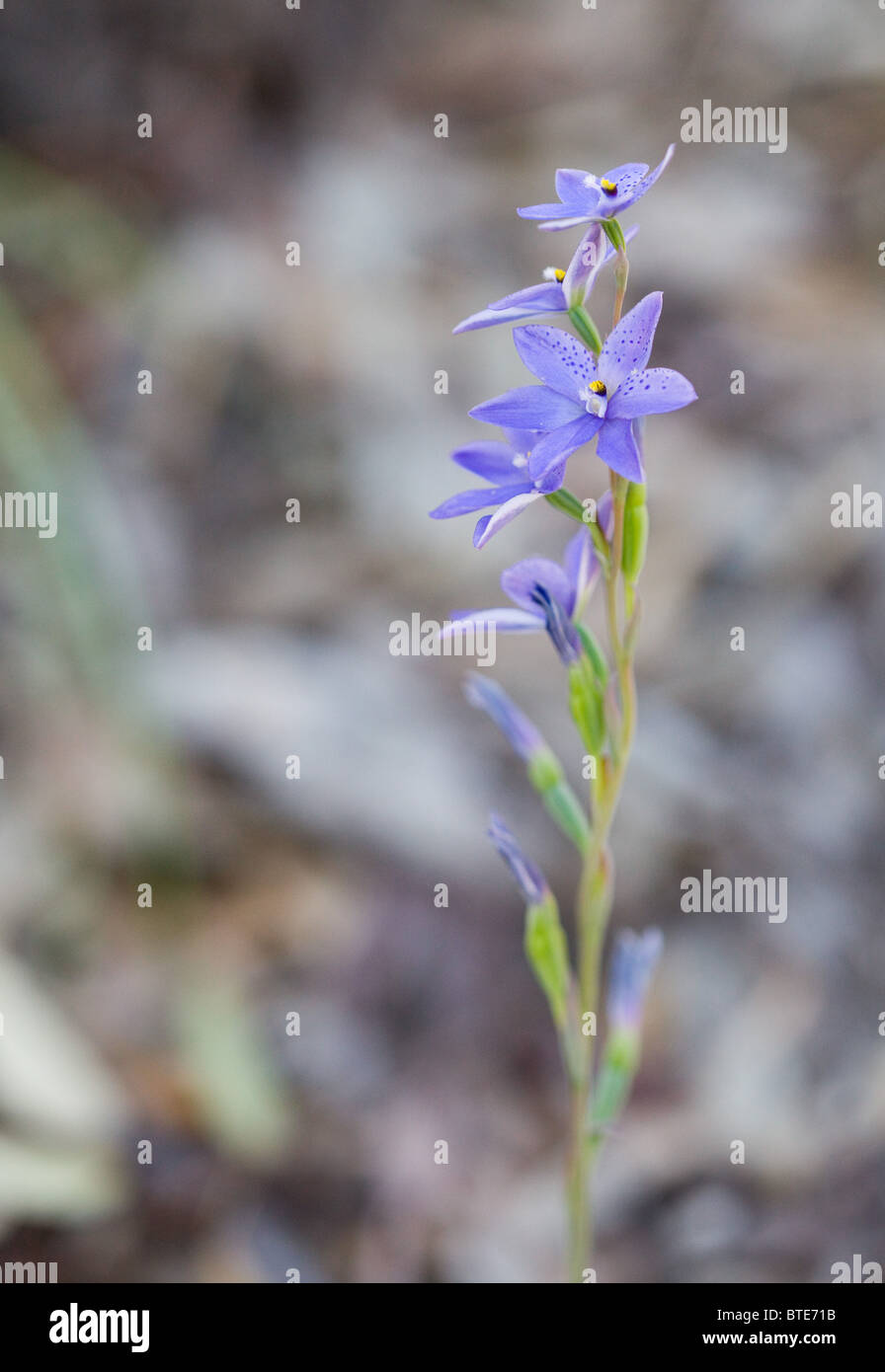 Spotted Sun Orchid (Thelymitra ixioides), Royal National Park, Sydney, Australia Stock Photo