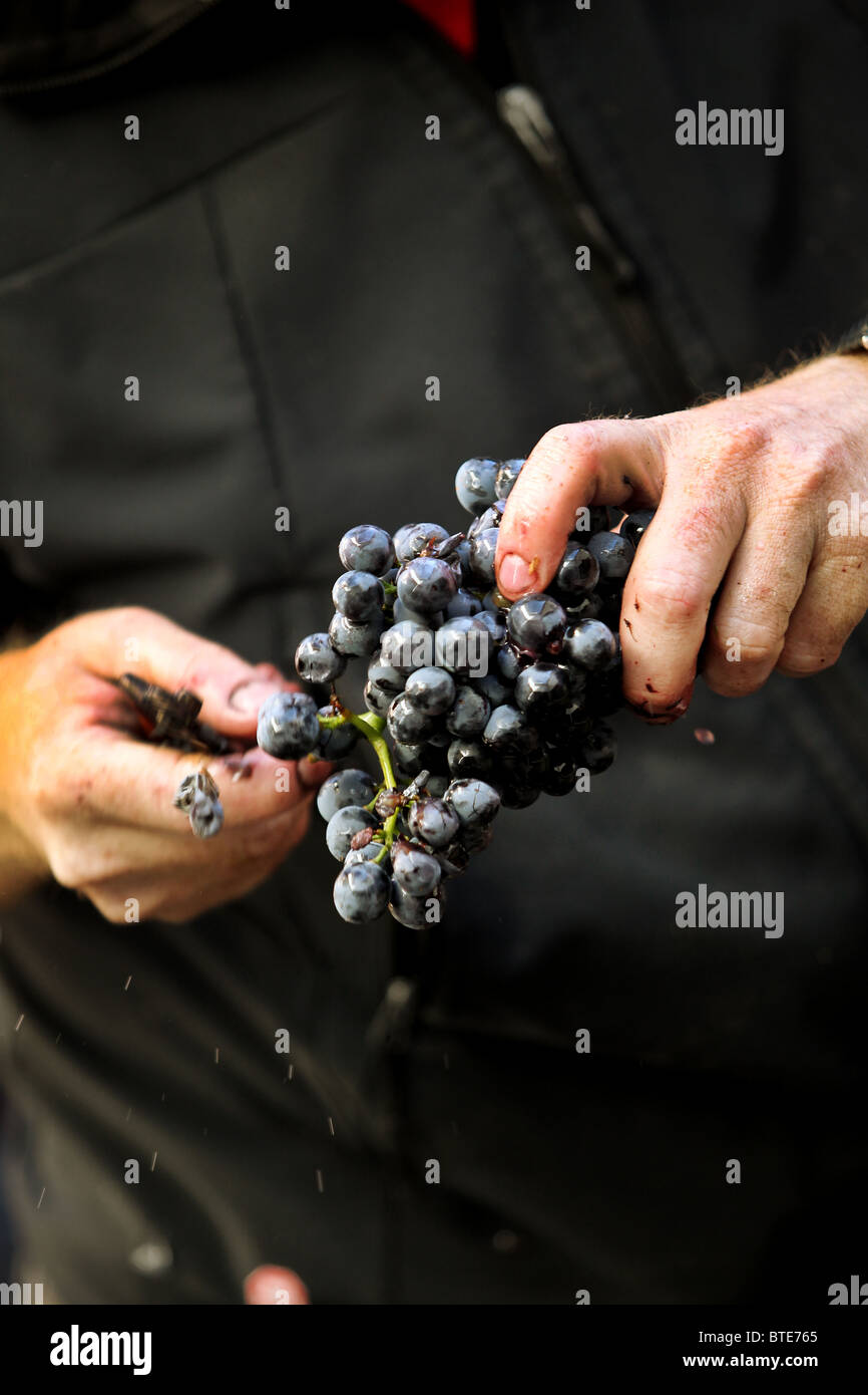 Destemming a bunch of grapes in a winery Stock Photo Alamy