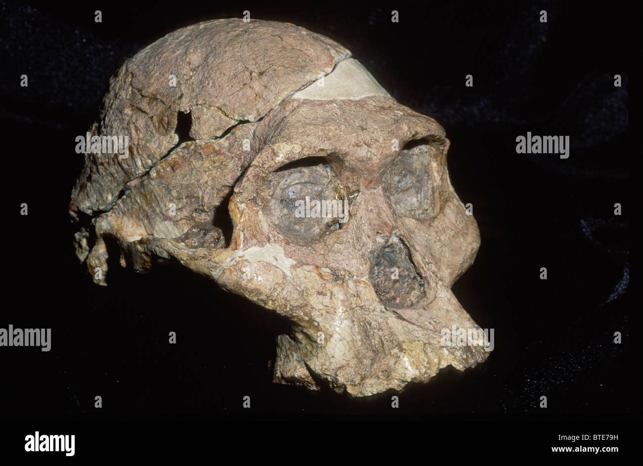 Mrs Ples skull found in the now famous Sterkfontein archaeological dig Stock Photo
