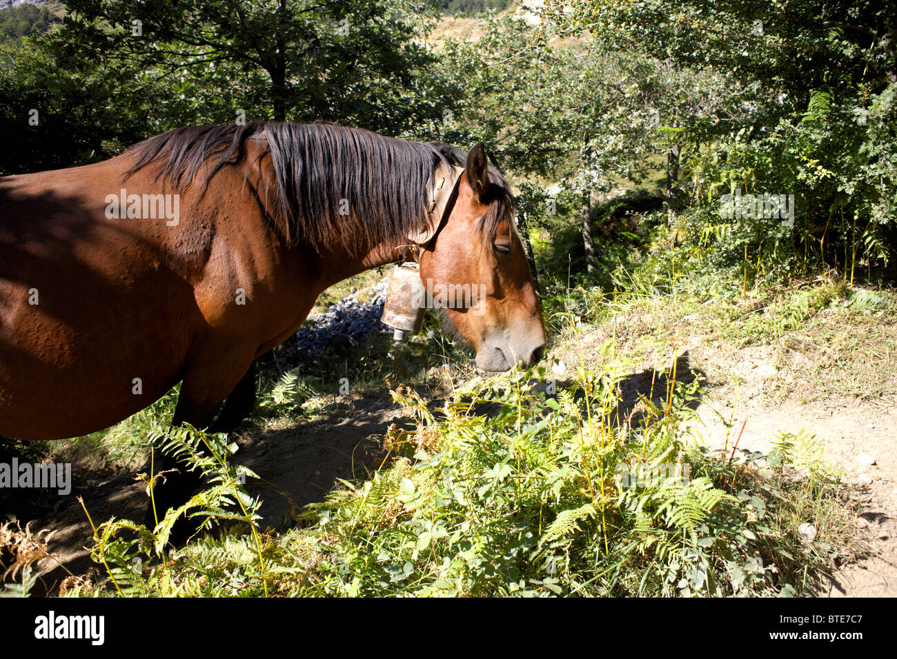 Old horse with a bell round her neck, grazing on bracken in the Picos de Europa, Spain, mare, high, mountain, mountainous, Stock Photo