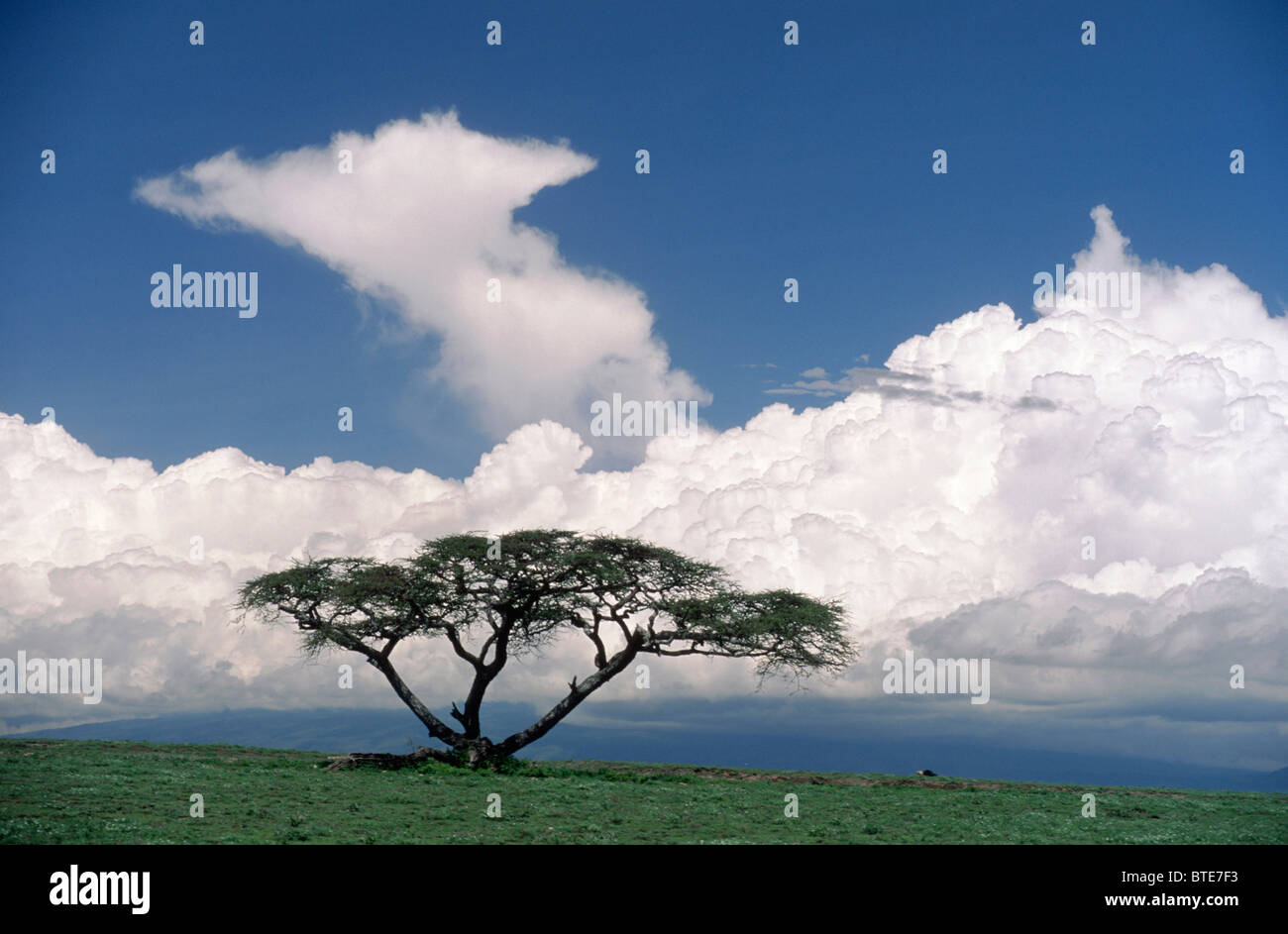 A flat-topped Acacia and impressive cumulus clouds, Serengeti National Park Stock Photo