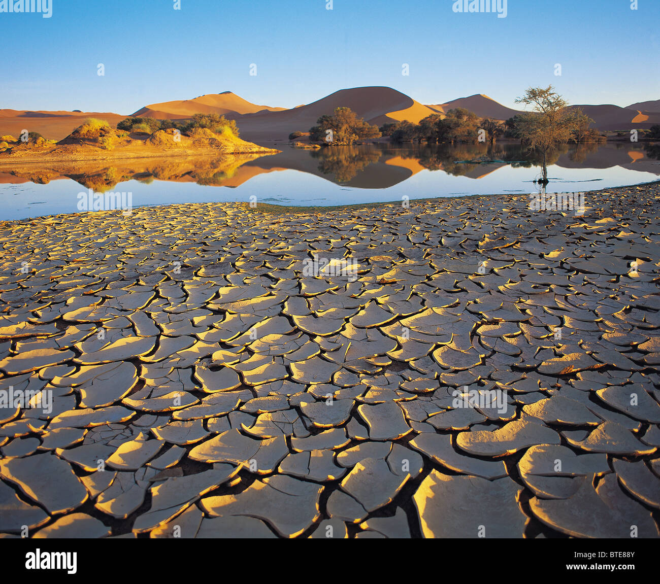 A clay crust forms after the rain in the Namib Desert ...
