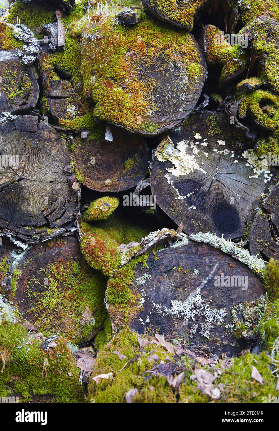 Covered with moss and lichen pile of rotten logs Stock Photo - Alamy