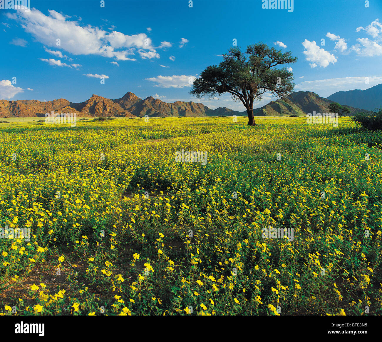 The Namib Desert in bloom Stock Photo