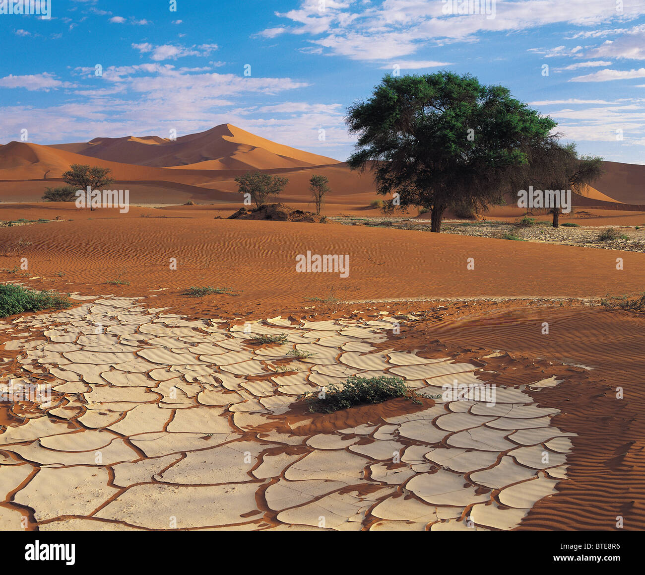Namib Desert After The Rain Stock Photo Alamy