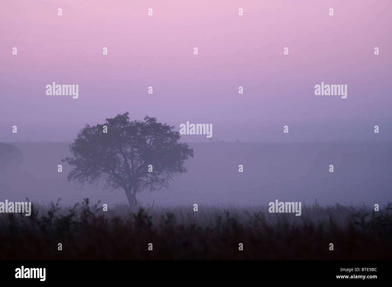 Dusk in the bushveld showing a lone tree and moody pink sky Stock Photo