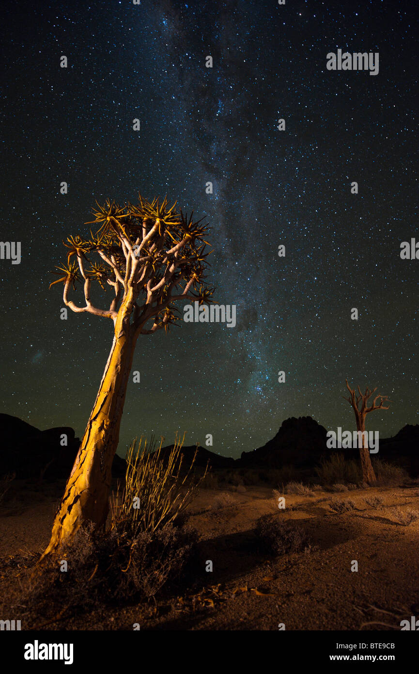 Quiver Trees (Aloe dichotoma) with a starry night sky in the background Stock Photo