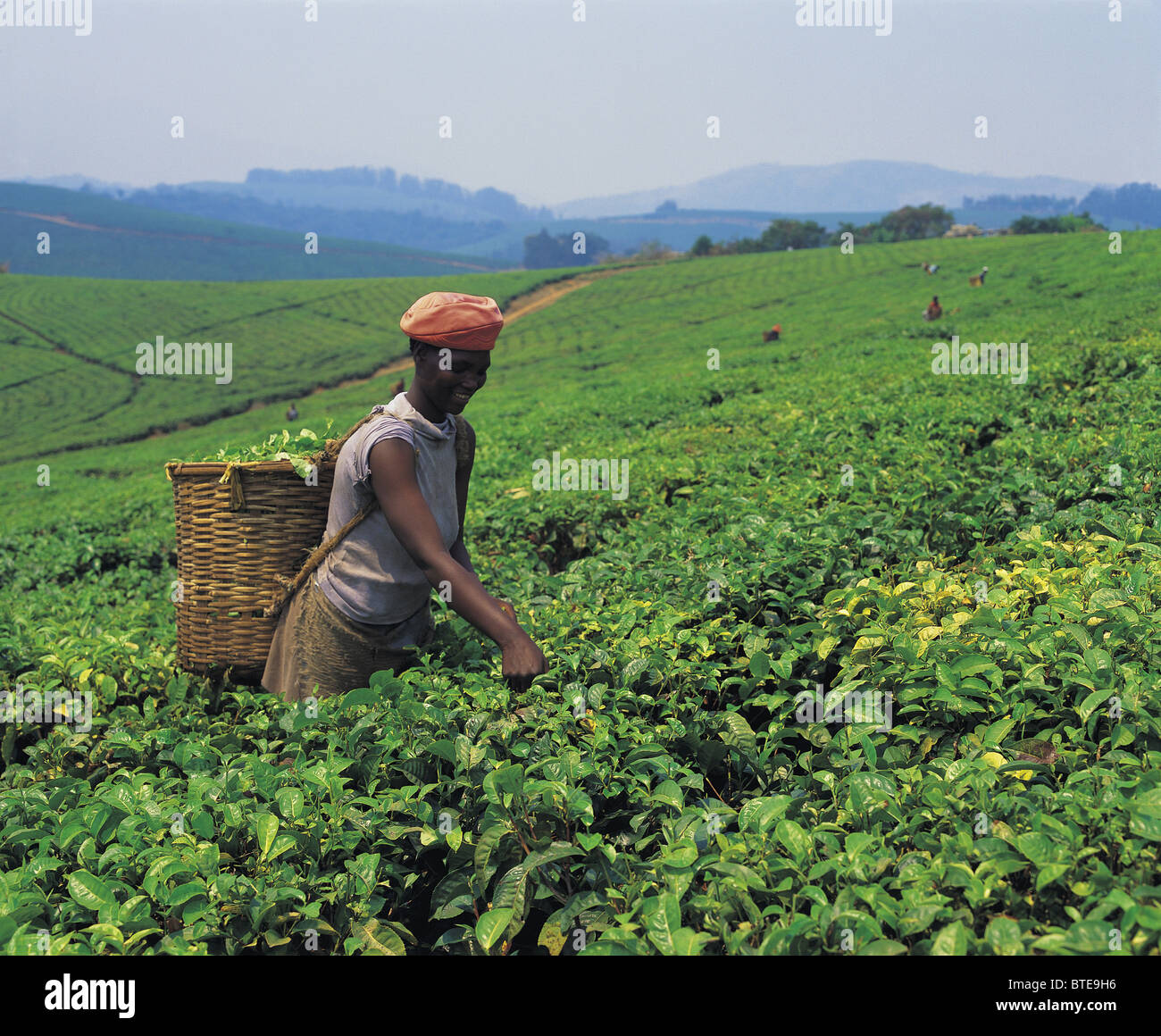 A Tea plantation in the Honde Valley of Zimbabwe Stock Photo 32276978