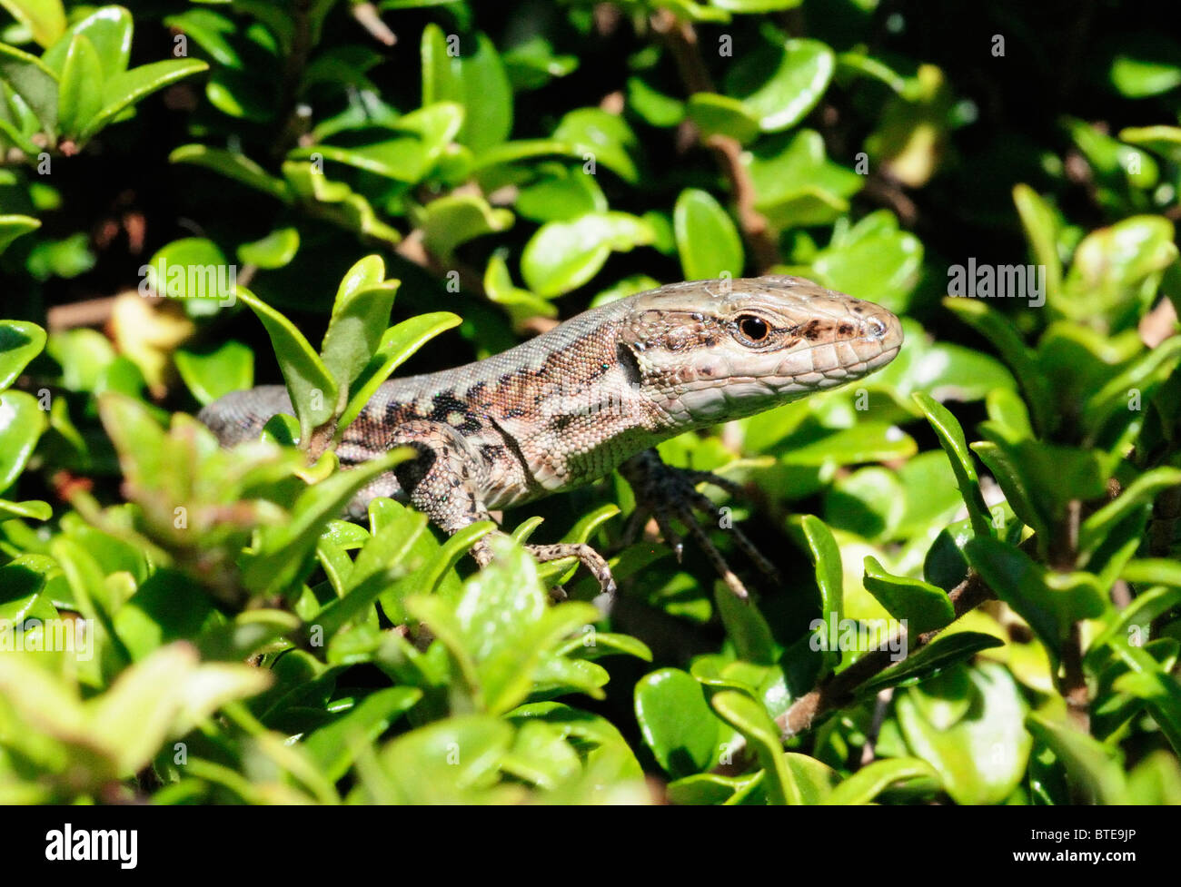 Viviparous lizard (Zootoca vivipara Stock Photo Alamy