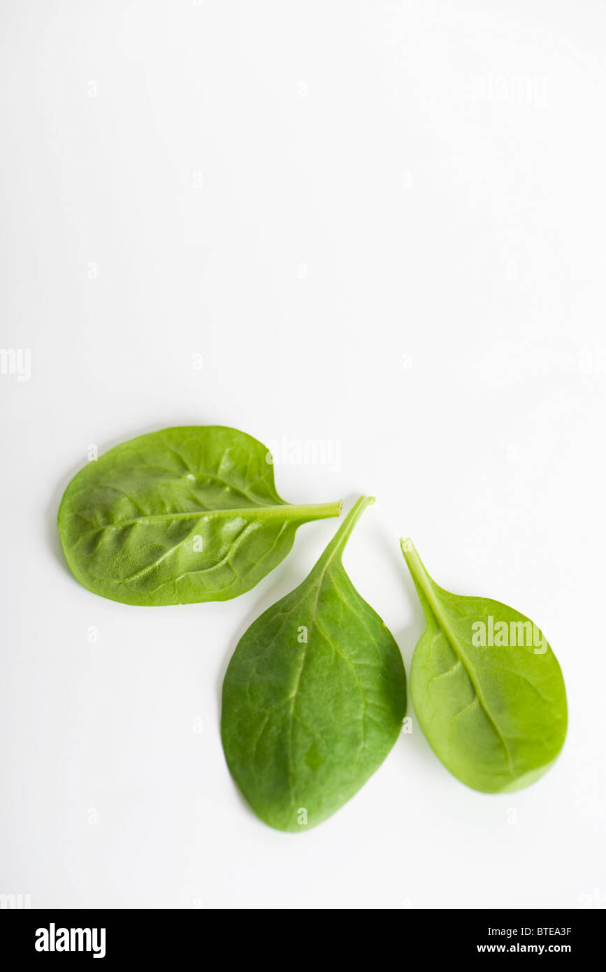 Fresh baby spinach Stock Photo