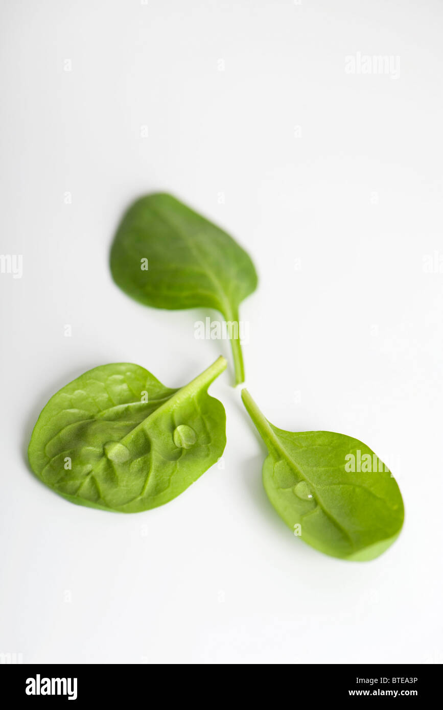 Fresh baby spinach Stock Photo - Alamy