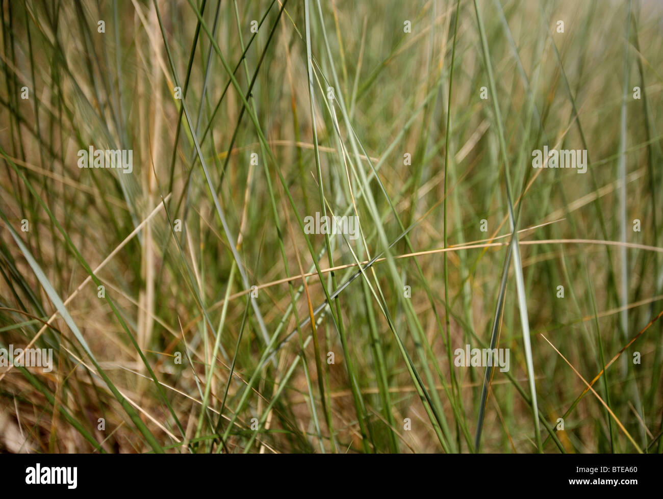 Grass 'Festuca amethystina' Stock Photo