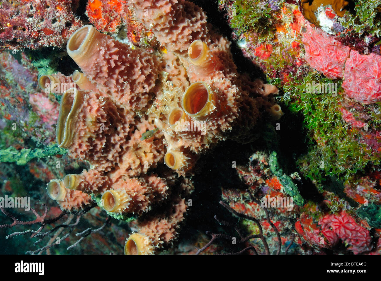 Sponges growing on the shipwreck Benwood off Key Largo coast, Florida