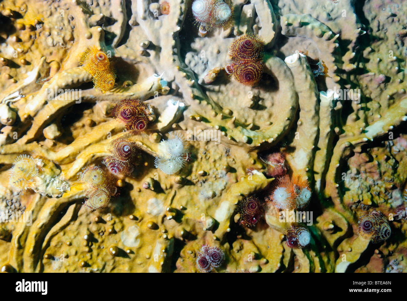 colony-of-christmas-tree-worms-scientific-name-hi-res-stock-photography