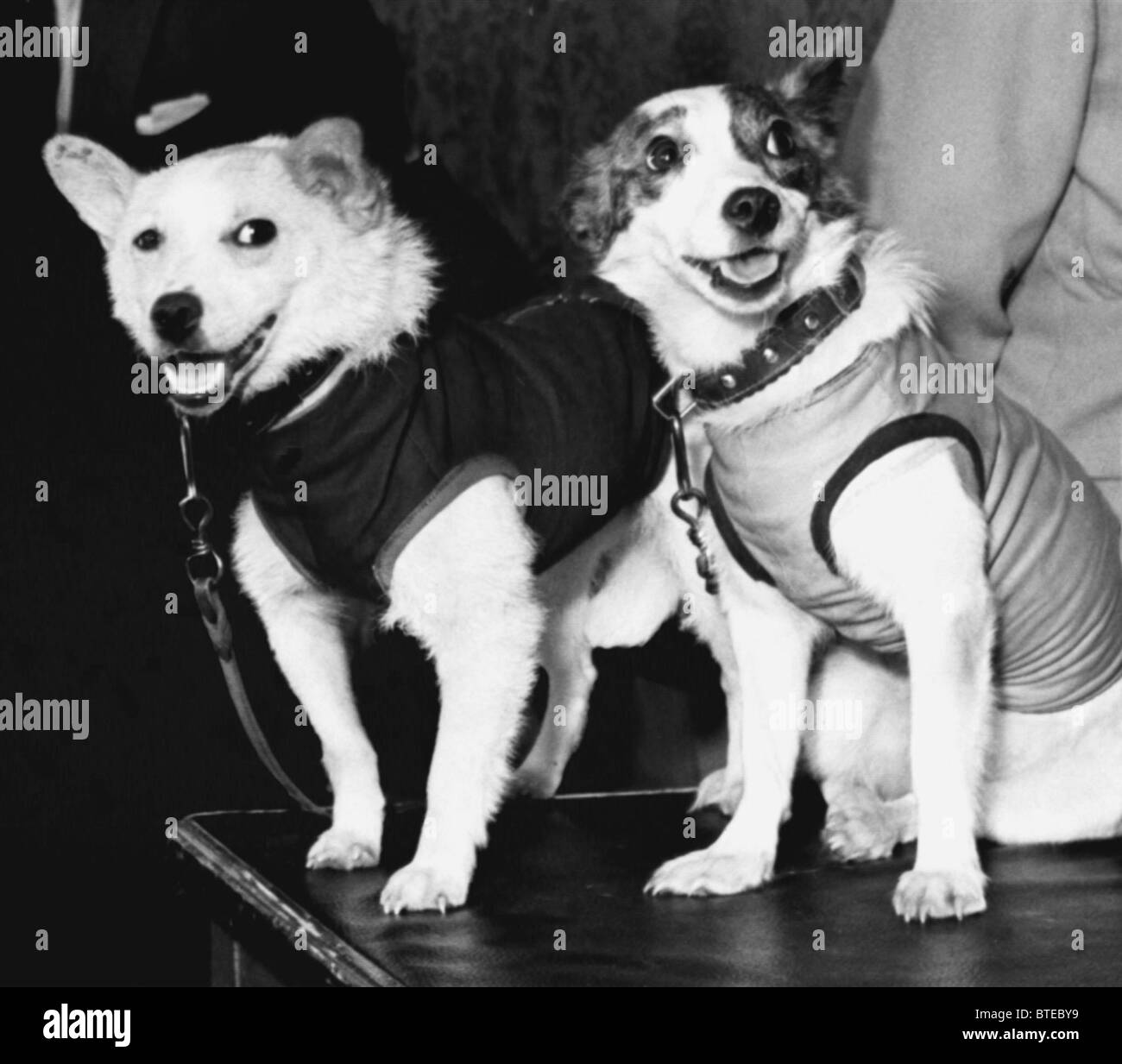 Belka Strelka Black and White Stock Photos & Images - Alamy