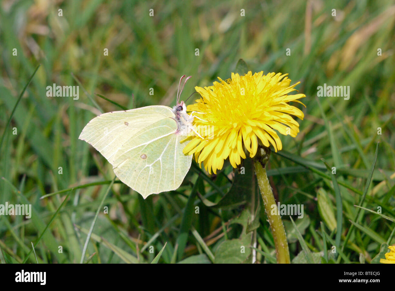 Dandy Lion Head High Resolution Stock Photography And Images Alamy Dandy Lion Head High Resolution Stock Photography And Images Alamy