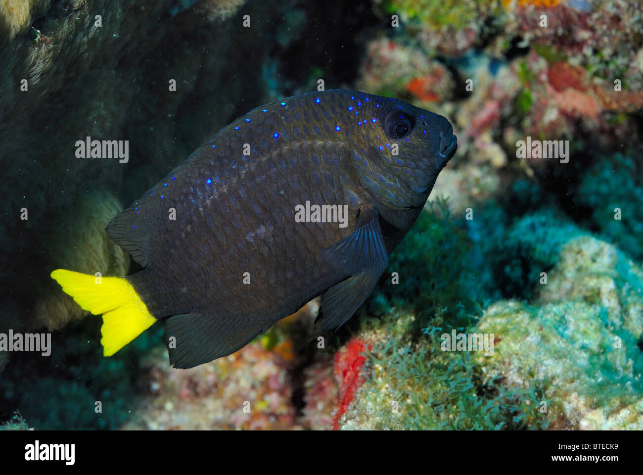 Juvenile yellowtail damselfish off Key Largo coast, Florida, USA Stock