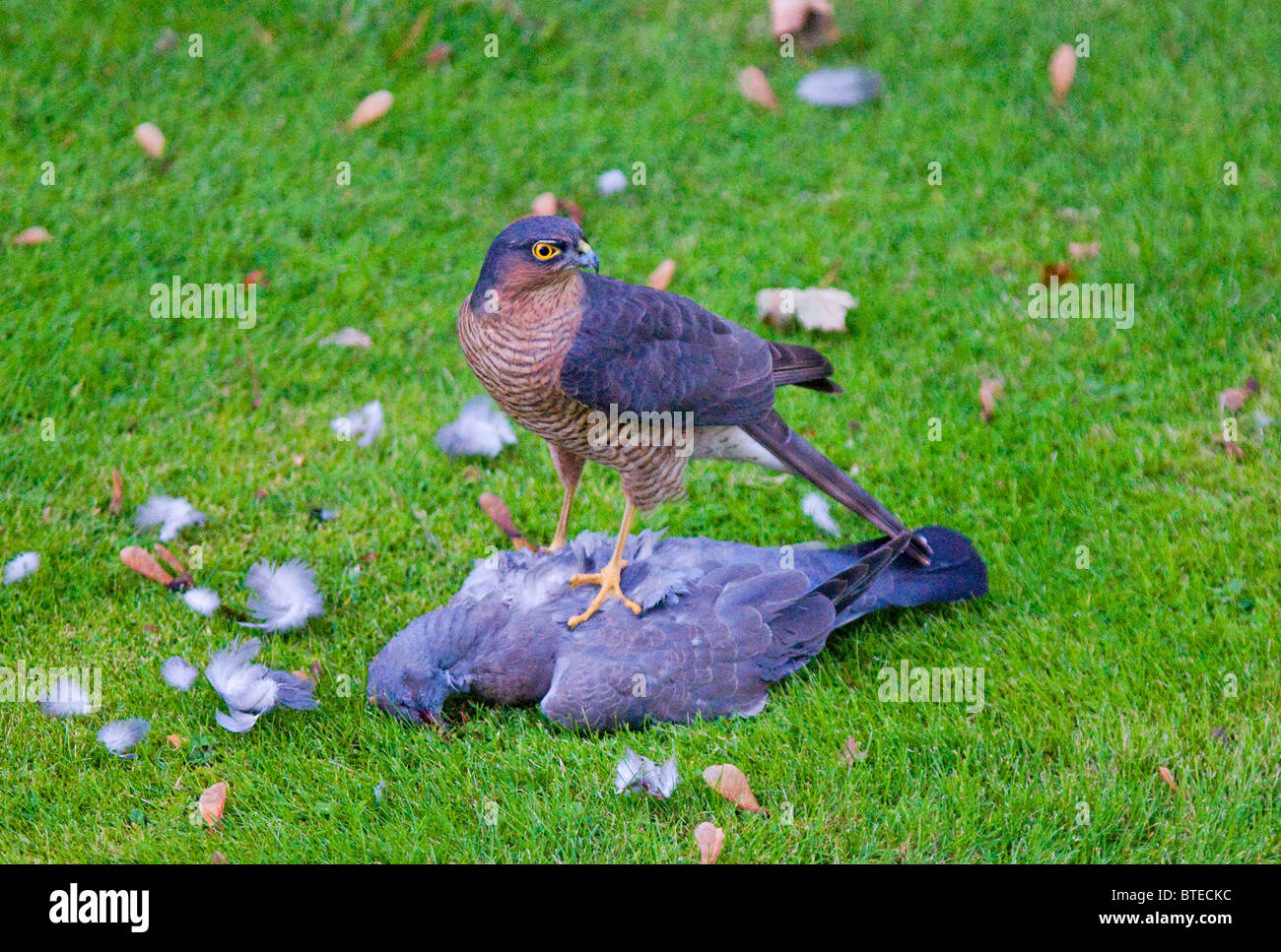 Bird of Prey, the Sparrowhawk in England, seen eating a pigeon it had