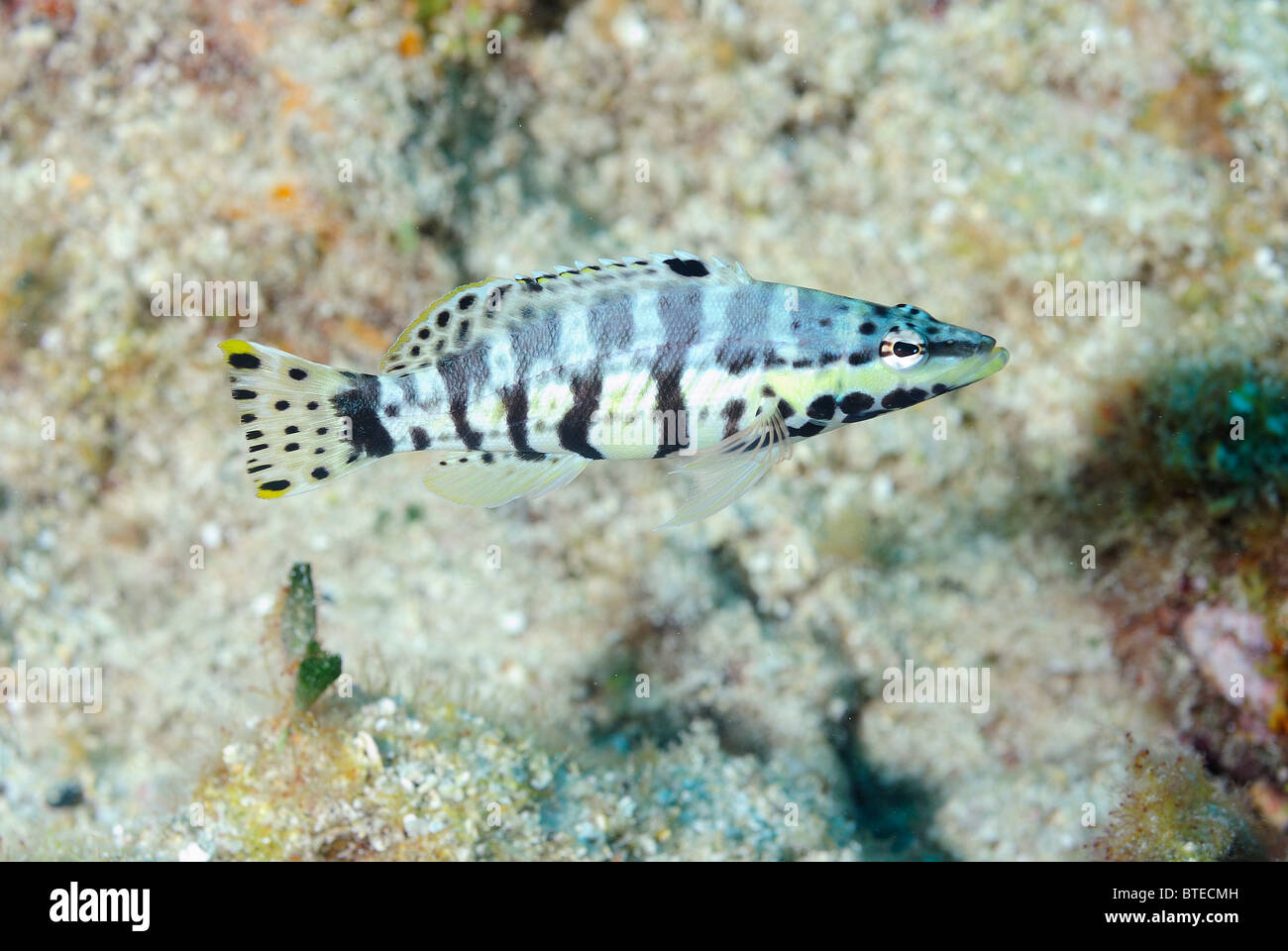 Harlequin bass fish off Key Largo coast, Florida, USA Stock Photo