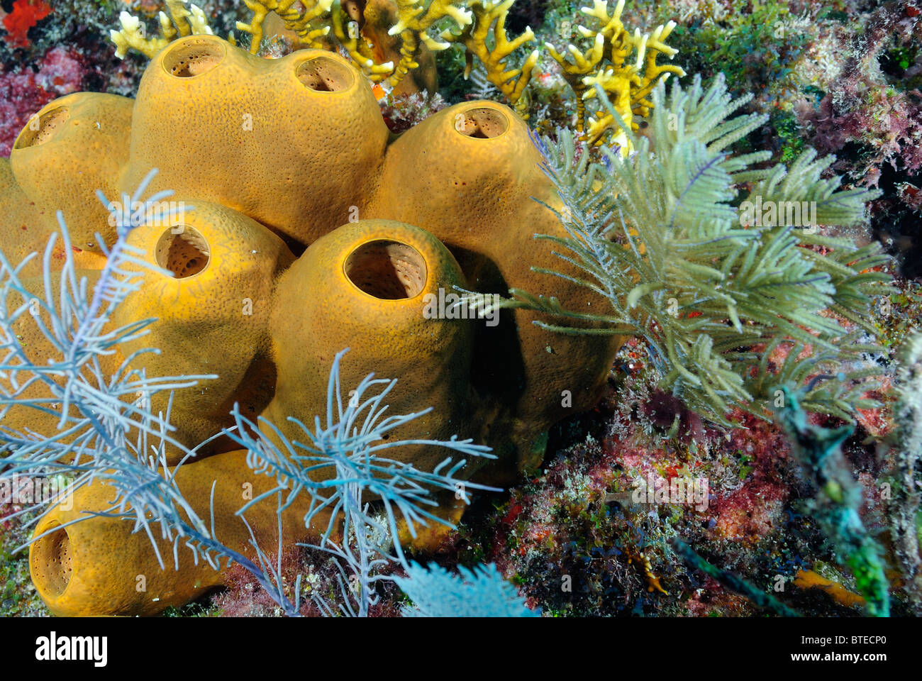 Branching tube sponge scientific name hires stock photography and images Alamy