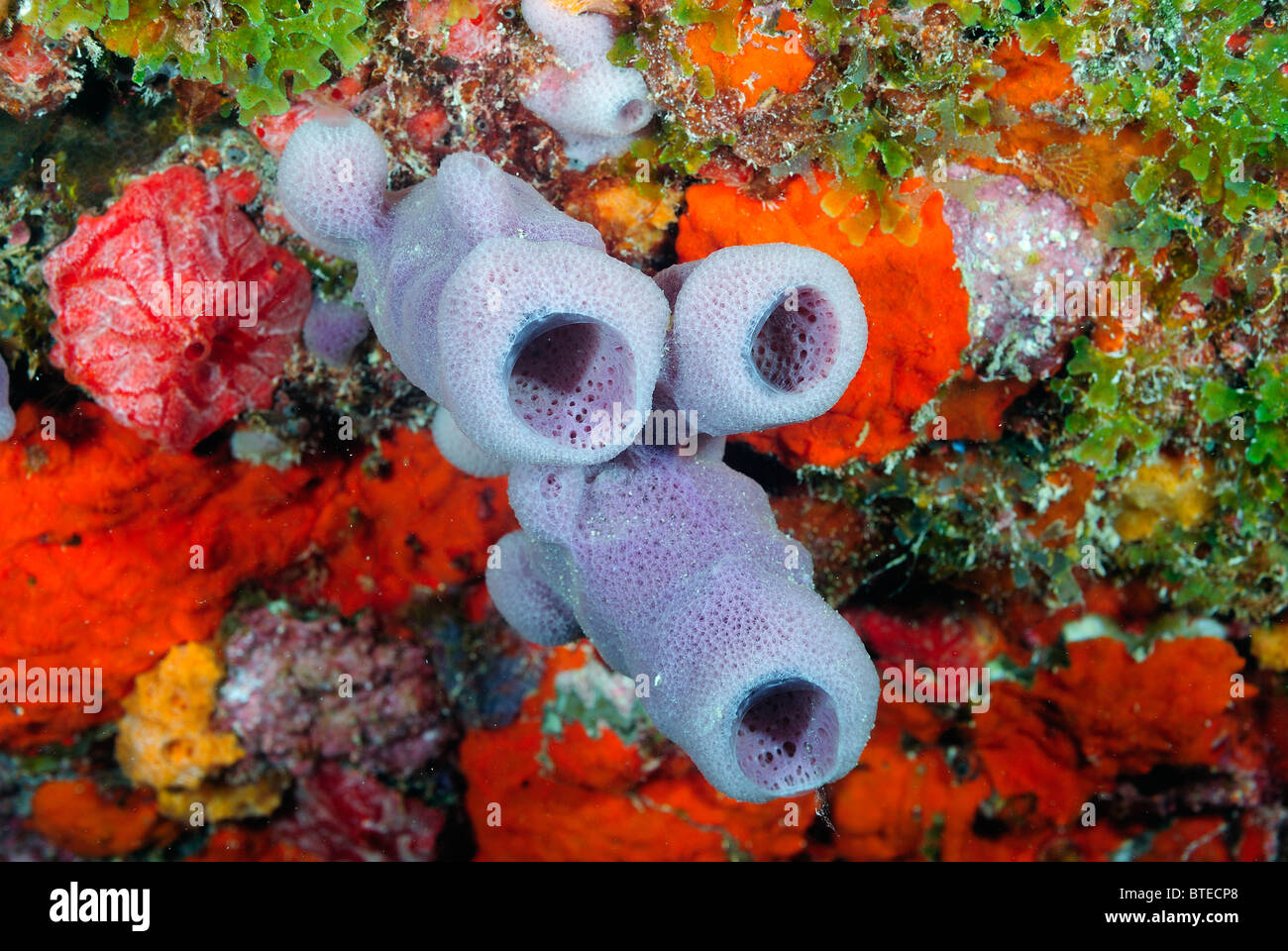 Branching vase sponge hi-res stock photography and images - Alamy